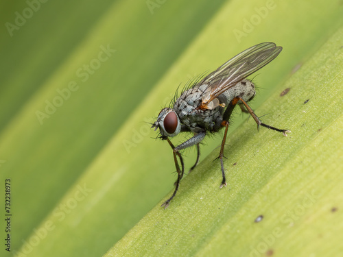 P9110043 hunter fly, Coenosia tigrina, on leaf, cECP 2023 photo