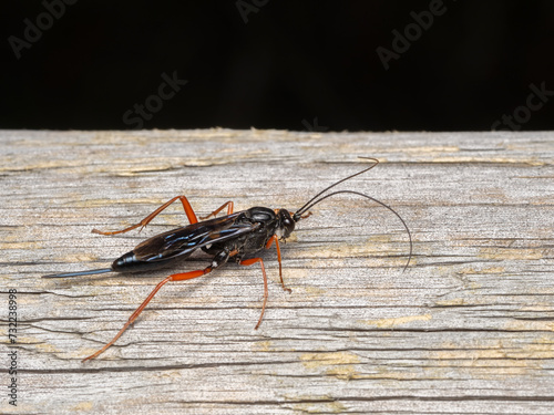 PA140223 red-legged ichneumon wasps, Buathra laborator, Delta, British Columbia, Canada cECP 2023