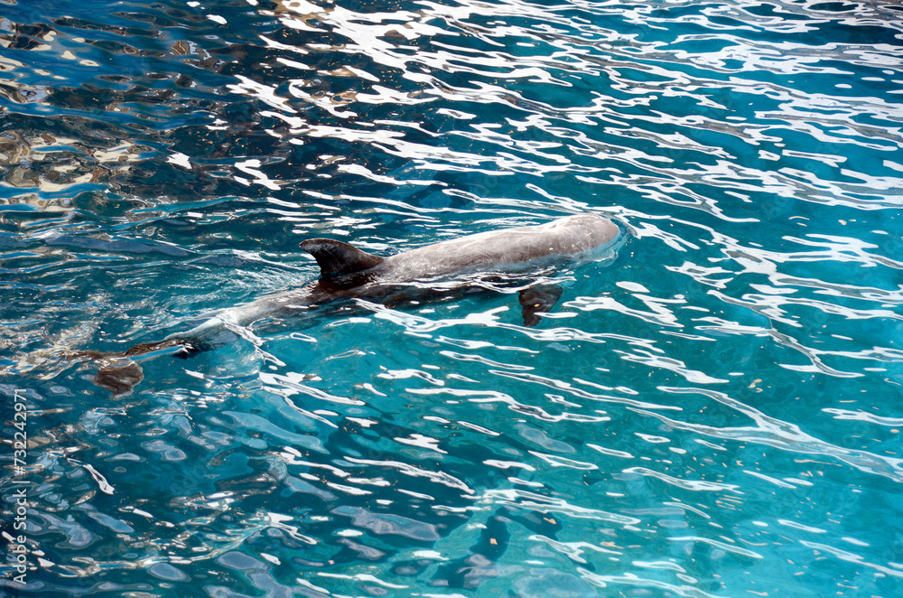 Obraz premium ハナゴンドウ