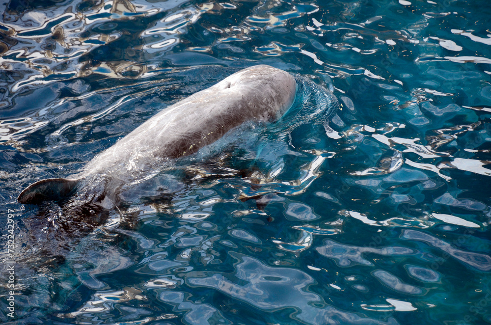 Obraz premium ハナゴンドウ