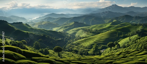panorama of tea plantation peaks at sunset in the background photo