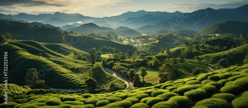 Top view of green tea plantation at sunset