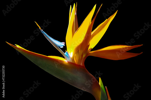 strelezia,Bird of Paradise flower