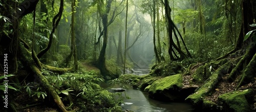 View of the green and cool Asian tropical rainforest