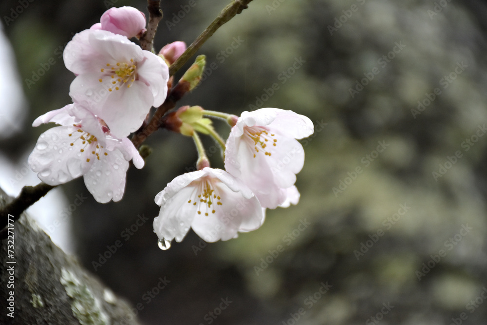 Fototapeta premium 雨に咲いた桜の花