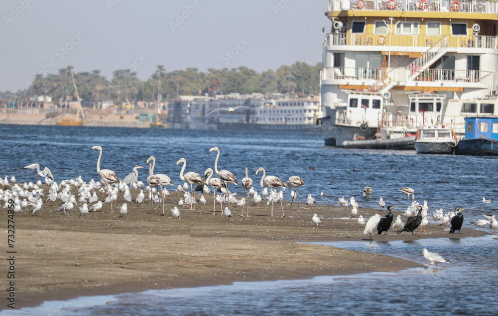 wild birds wintering on the river nile in Aswan, south Egypt