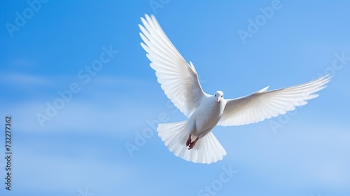 dove flies in the blue sky 