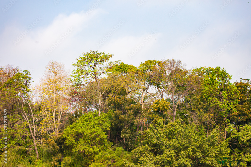 trees in the forest trees in the forest