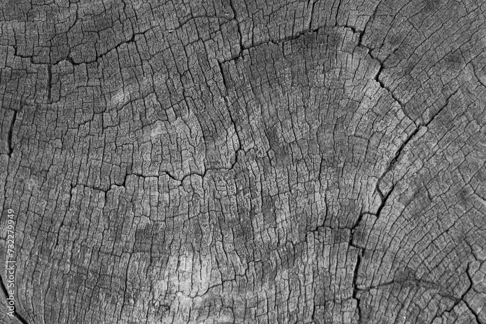 Fototapeta premium ackground image of a cross section of a tree. The texture of the tree is interesting. Cracks in tree stumps.