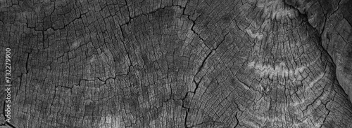 ackground image of a cross section of a tree. The texture of the tree is interesting. Cracks in tree stumps. photo