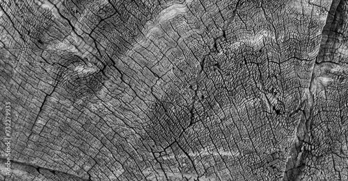 ackground image of a cross section of a tree. The texture of the tree is interesting. Cracks in tree stumps.
