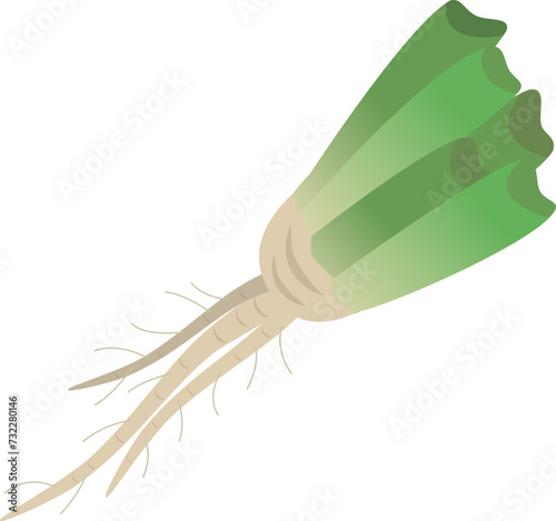 ほうれん草の根のベクターイラスト
