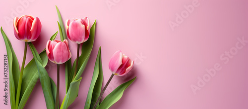 Pink tulips on a pink background with space for writing