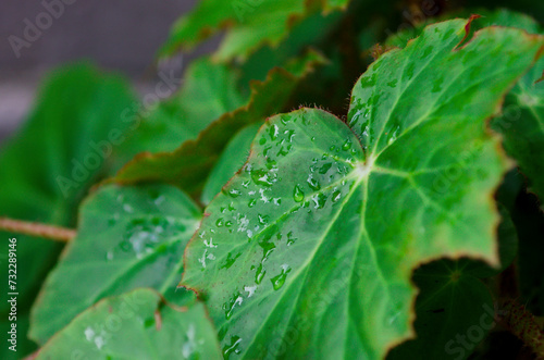 Close up water drop on leaves with sunlight in blur background, Begonia heracleifolia, close-up. © natavilman