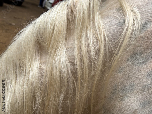Closeup of hairs White horse