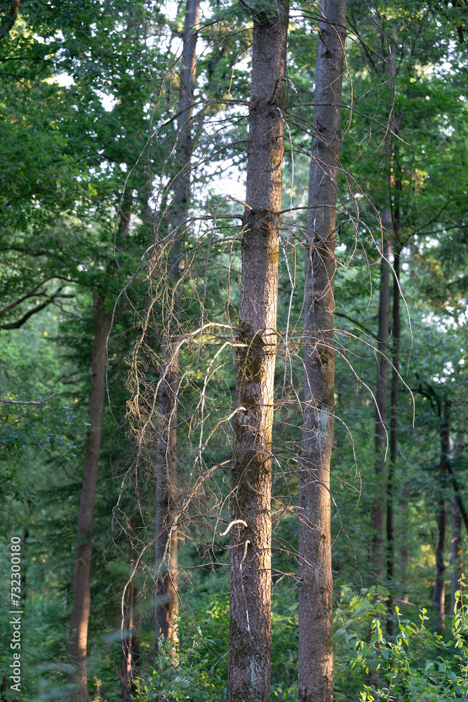 Fototapeta premium Trunk of spruce (Picea Abies) on the Veluwe in The Netherlands.
