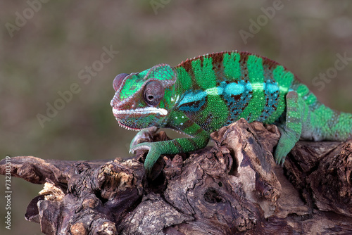 Chameleon panther hanging in a tree branch