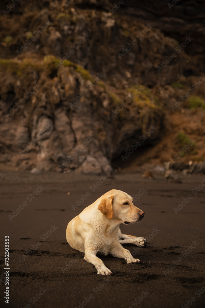 Labrador retriever dog enjoying the sand on a beach in Tenerife Labrador retriever dog enjoying the sand on a beach in Tenerife