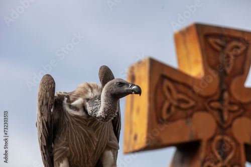 Fotografie Vulture perched against large wood cross background