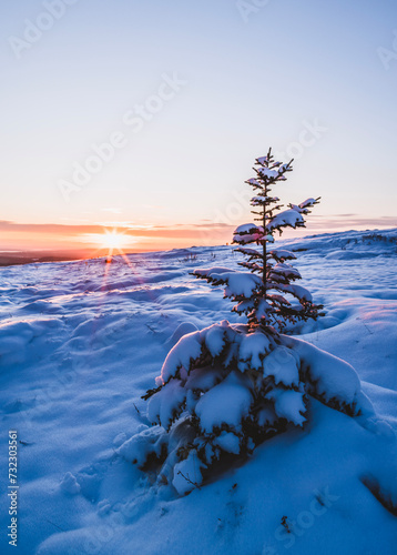Sun sets over one lone snowy fir tree, Bucksport, Maine photo