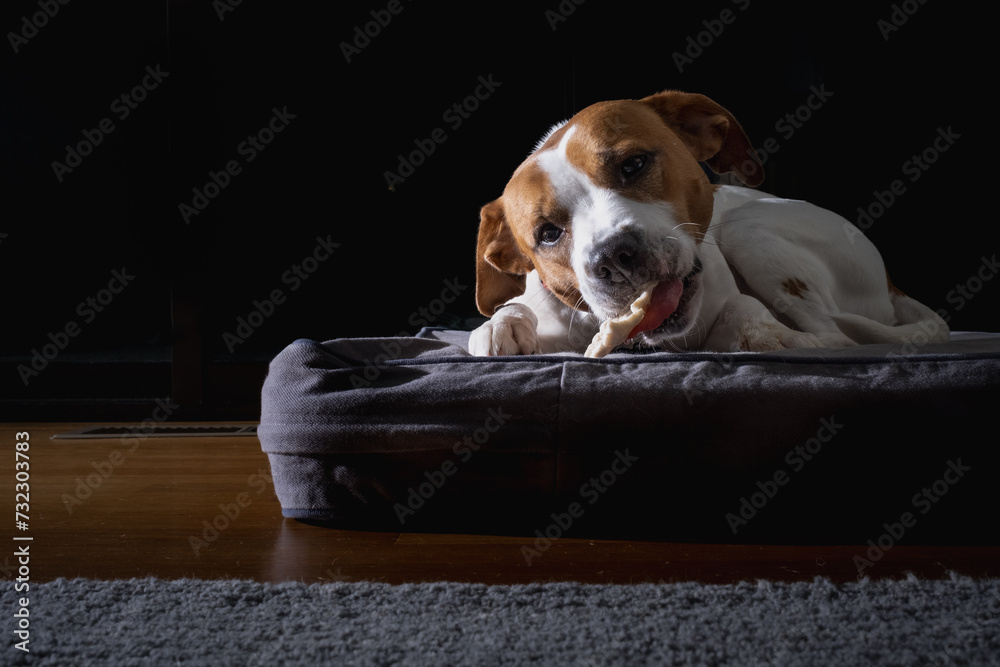 Beagle chewing on toy on dogbed in dark interior.
