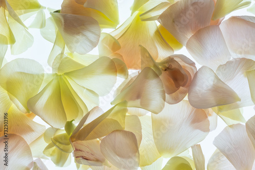 High key image of petals from pink and yellow flowers.