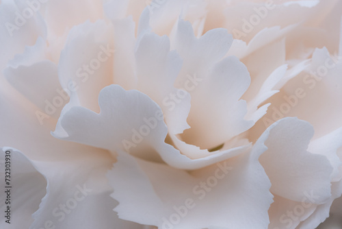 Φωτογραφία Close-up of light pink carnation bloom.