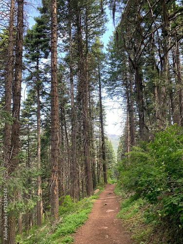 Forest Trail Amidst Tall Pines