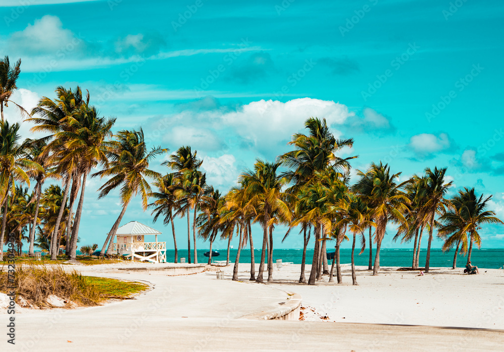 palm trees on the beach key Biscayne Florida palm trees on the beach key Biscayne Florida
