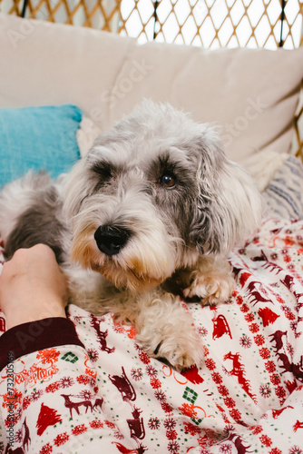 Gray and white schnauzer puppy sits on girls stomach in pajamas photo