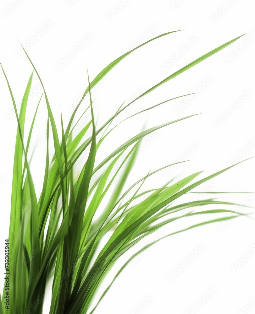 Fresh grass isolated on white background Fresh grass isolated on white background
