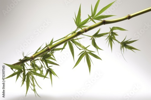 Bamboo plant Isolated on a white background 