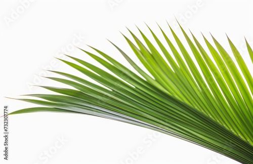 Palm leaf for your design. Isolated on white background