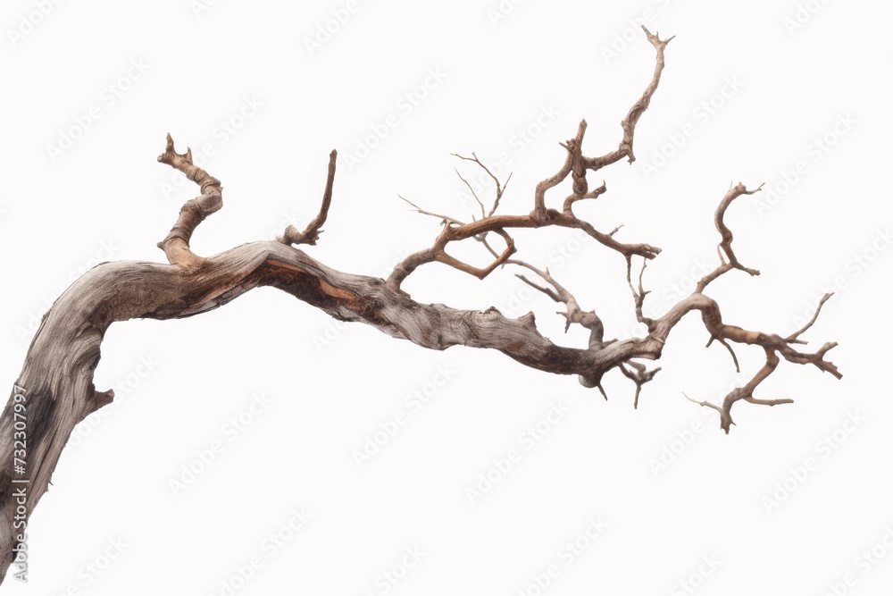 Dead tree isolated on white background, Dead branches of a tree.Dry tree branch