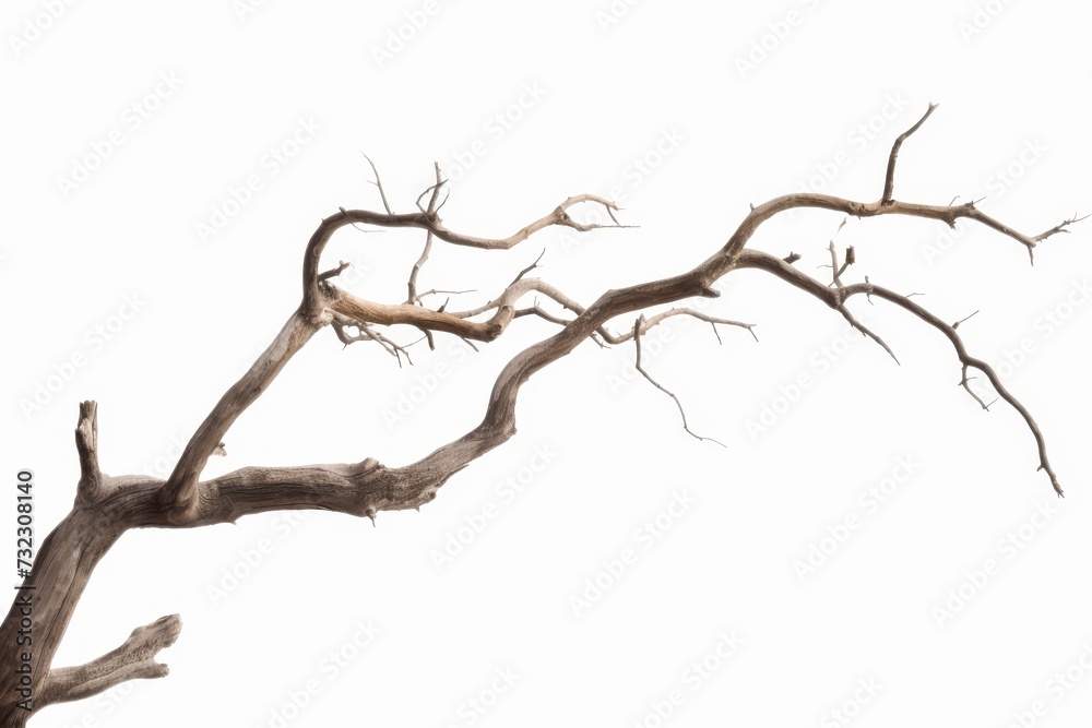 Dead tree isolated on white background, Dead branches of a tree.Dry tree branch Dead tree isolated on white background, Dead branches of a tree.Dry tree branch