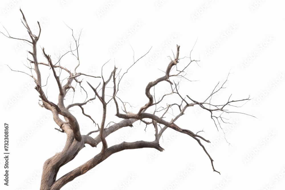 Dead tree isolated on white background, Dead branches of a tree.Dry tree branch