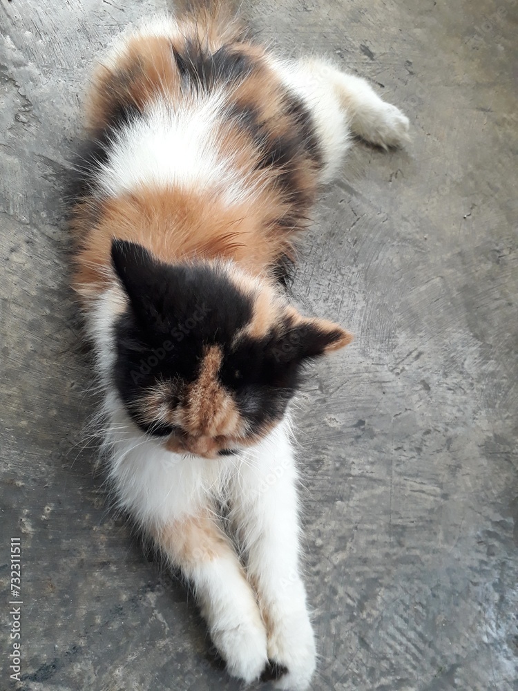 A three colored cat lying on floor