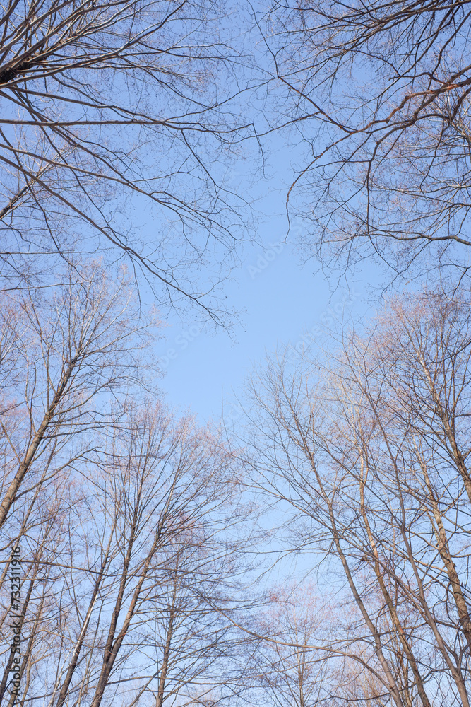 Trees in winter outdoors, in sunny weather and blue sky. Trees in winter outdoors, in sunny weather and blue sky.