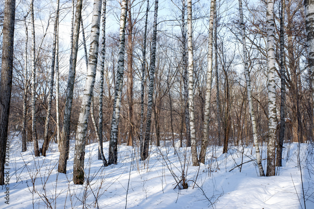 Trees in winter outdoors, in sunny weather and blue sky. Trees in winter outdoors, in sunny weather and blue sky.