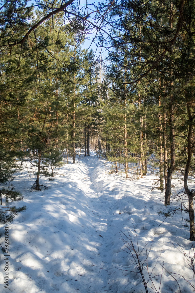 Trees in winter outdoors, in sunny weather and blue sky. Trees in winter outdoors, in sunny weather and blue sky.