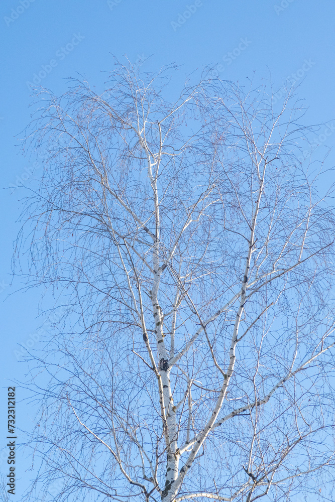 Trees in winter outdoors, in sunny weather and blue sky. Trees in winter outdoors, in sunny weather and blue sky.