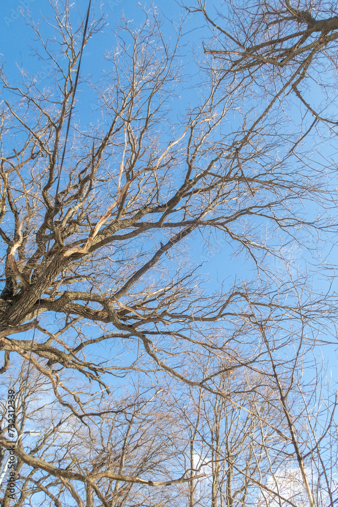 Trees in winter outdoors, in sunny weather and blue sky. Trees in winter outdoors, in sunny weather and blue sky.