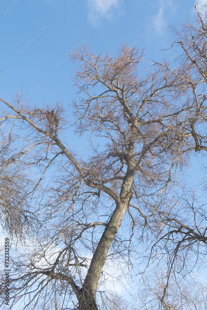 Trees in winter outdoors, in sunny weather and blue sky. Trees in winter outdoors, in sunny weather and blue sky.