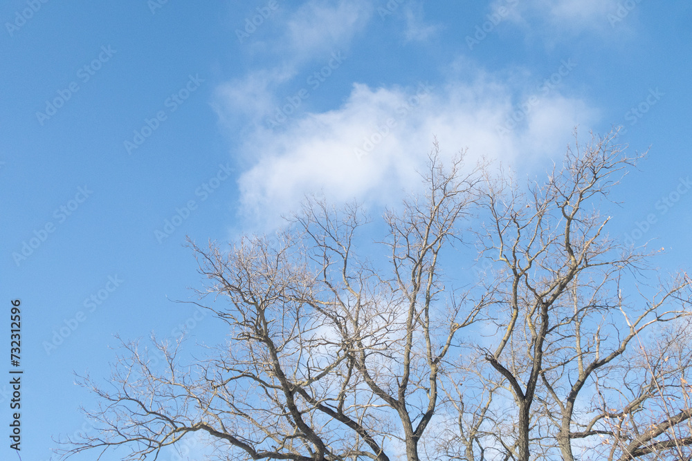 Trees in winter outdoors, in sunny weather and blue sky. Trees in winter outdoors, in sunny weather and blue sky.