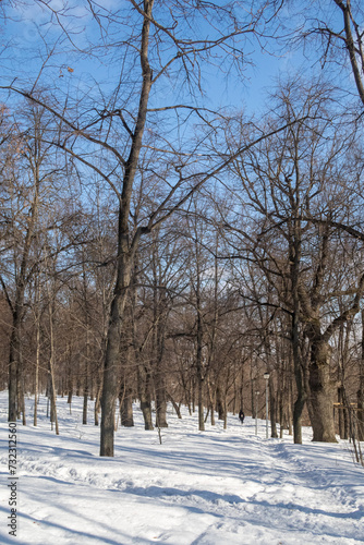 Trees in winter outdoors, in sunny weather and blue sky. © Prikhodko