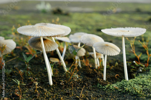 Pleated inkcap mushroom or Parasola plicatilis growing in soil ground usually found in Europe and North America photo