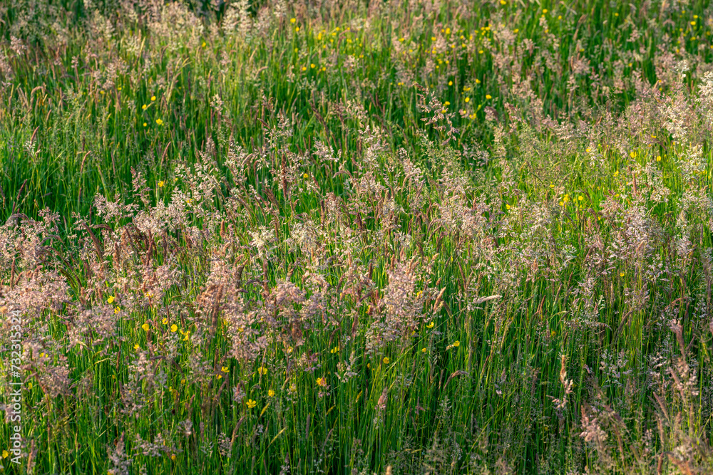 Meadow with buttercup flowers and seeding grasses seen near Loenen in The Netherlands.