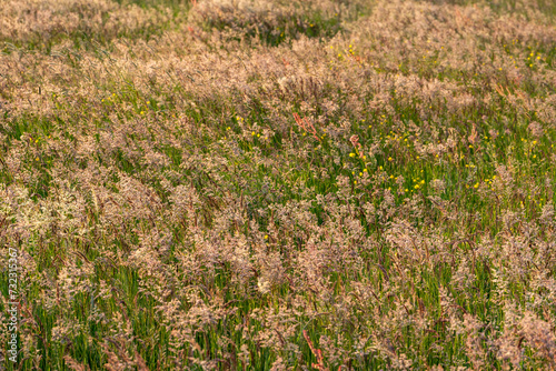 Meadow with buttercup flowers and seeding grasses seen near Loenen in The Netherlands.