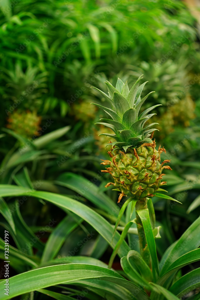 Vertical closeup on a tiny Pineapple fruit body , growing in between fresh green foliage Vertical closeup on a tiny Pineapple fruit body , growing in between fresh green foliage