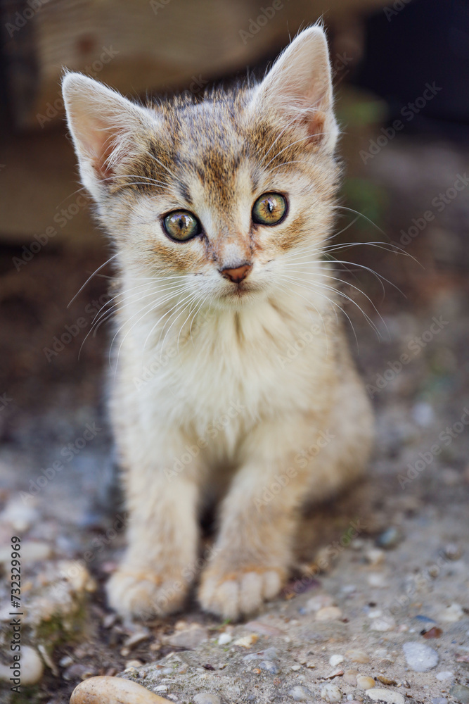 portrait of a cat